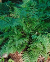 Athyrium filix-femina Lady in Red 9 cm Topf - Größe nach Saison