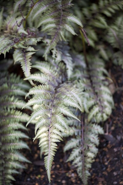 Athyrium niponicum Metallicum 9 cm Topf - Größe nach Saison