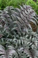 Athyrium niponicum Metallicum 9 cm Topf - Größe nach Saison