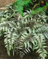 Athyrium niponicum Metallicum 9 cm Topf - Größe nach Saison