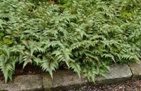 Athyrium niponicum Metallicum 9 cm Topf - Größe nach Saison