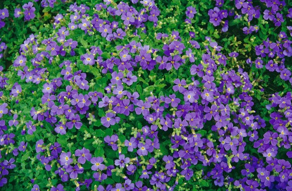 Aubrieta x cult.Blaumeise 9 cm Topf - Größe nach Saison