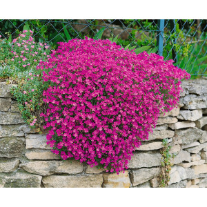 Aubrieta x cult.Cascade Purple, gen. 9 cm Topf -...