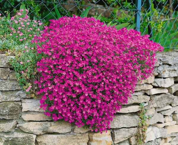 Aubrieta x cult.Cascade Red, gen. 9 cm Topf - Größe nach Saison