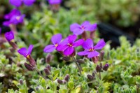 Aubrieta x cult.Dr Mules Variegated 9 cm Topf - Größe nach Saison