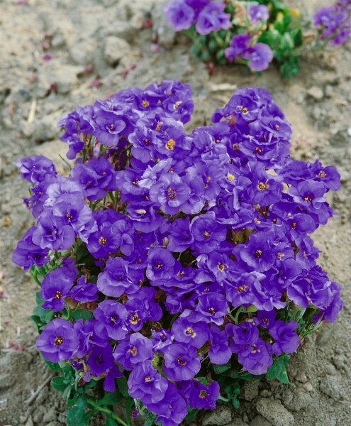 Aubrieta x cult.Sauerland 9 cm Topf - Größe nach Saison