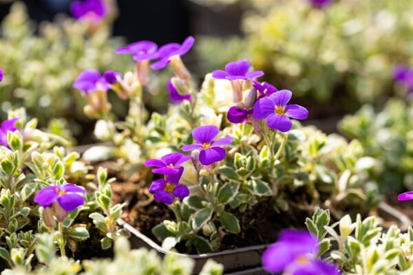 Aubrieta x cult.Silberrand 9 cm Topf - Größe nach Saison