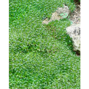 Azorella trifurcata 9 cm Topf - Größe nach Saison
