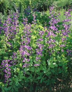 Baptisia australis 9 cm Topf - Größe nach Saison