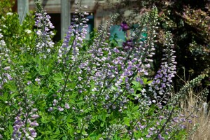 Baptisia australis 9 cm Topf - Größe nach Saison