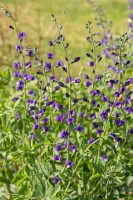 Baptisia australis 9 cm Topf - Größe nach Saison