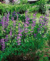 Baptisia australis 9 cm Topf - Größe nach Saison