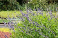 Baptisia australis 9 cm Topf - Größe nach Saison