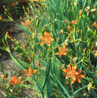 Belamcanda chinensis 9 cm Topf - Größe nach Saison