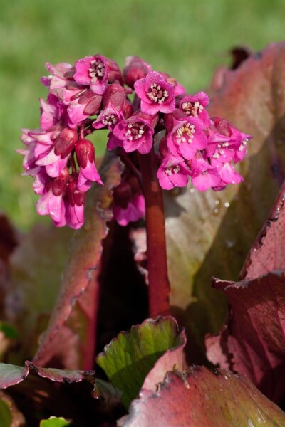 Bergenia cordifolia Abendglocken 11 cm Topf - Größe nach Saison