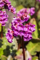 Bergenia cordifolia Abendglocken 11 cm Topf - Größe nach Saison