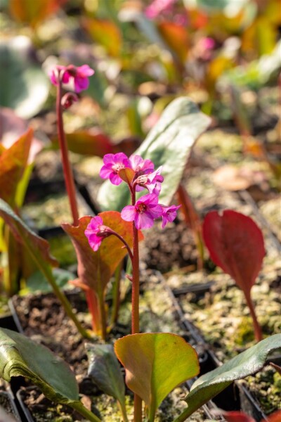 Bergenia cordifolia Eroica 11 cm Topf - Größe nach Saison