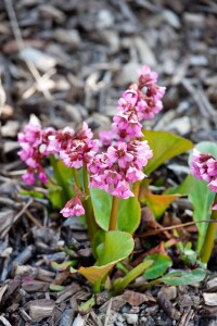 Bergenia cordifolia Eroica 11 cm Topf - Größe nach Saison