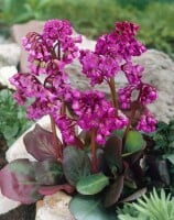 Bergenia cordifolia Eroica 11 cm Topf - Größe nach Saison