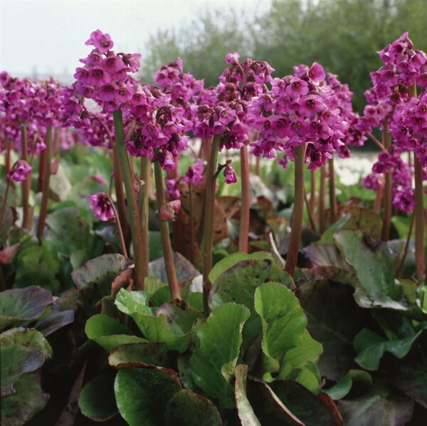 Bergenia cordifolia Pinneberg 9 cm Topf - Größe nach Saison