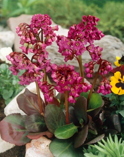 Bergenia cordifolia Rote Schwester 11 cm Topf - Größe nach Saison