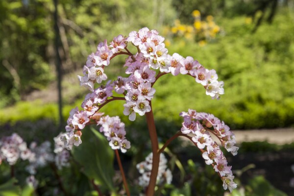 Bergenia cordifolia Schneekönigin 11 cm Topf - Größe nach Saison