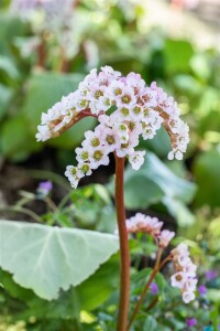 Bergenia cordifolia Schneekönigin 11 cm Topf - Größe nach Saison