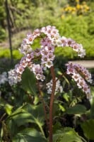 Bergenia cordifolia Schneekönigin 11 cm Topf - Größe nach Saison