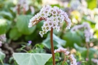 Bergenia cordifolia Schneekönigin 11 cm Topf - Größe nach Saison