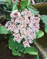 Bergenia cordifolia Schneekönigin 11 cm Topf - Größe nach Saison