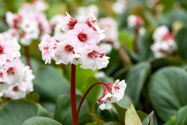 Bergenia cordifolia Silberlicht 9 cm Topf - Größe nach Saison