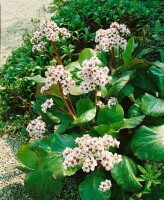 Bergenia cordifolia Silberlicht 9 cm Topf - Größe nach Saison