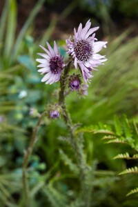 Berkheya purpurea 11 cm Topf - Größe nach Saison