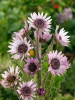 Berkheya purpurea 11 cm Topf - Größe nach Saison