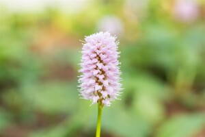 Bistorta affinis Superba 9 cm Topf - Größe nach Saison