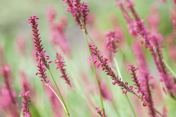 Bistorta amplexicaulis Inverleith 11 cm Topf - Größe nach Saison