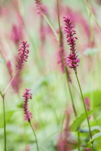 Bistorta amplexicaulis Inverleith 11 cm Topf - Größe nach Saison