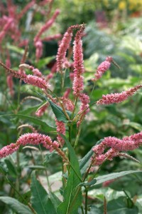 Bistorta amplexicaulis Inverleith 11 cm Topf - Größe nach Saison