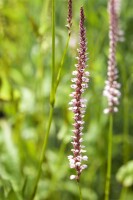 Bistorta amplexicaulis Inverleith 11 cm Topf - Größe nach Saison