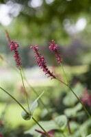 Bistorta amplexicaulis Inverleith 11 cm Topf - Größe nach Saison