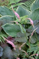 Bistorta amplexicaulis Inverleith 11 cm Topf - Größe nach Saison