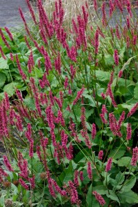 Bistorta amplexicaulis Speciosa 11 cm Topf - Größe nach Saison