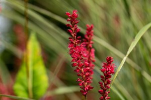 Bistorta amplexicaulis Speciosa 11 cm Topf - Größe nach Saison