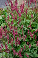 Bistorta amplexicaulis Speciosa 11 cm Topf - Größe nach Saison