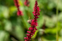 Bistorta amplexicaulis Speciosa 11 cm Topf - Größe nach Saison