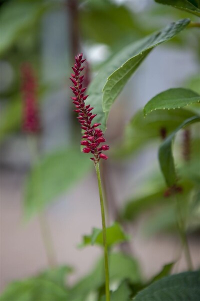 Bistorta amplexicaulis var.pendula 11 cm Topf - Größe nach Saison