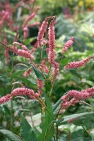 Bistorta amplexicaulis var.pendula 11 cm Topf - Größe nach Saison