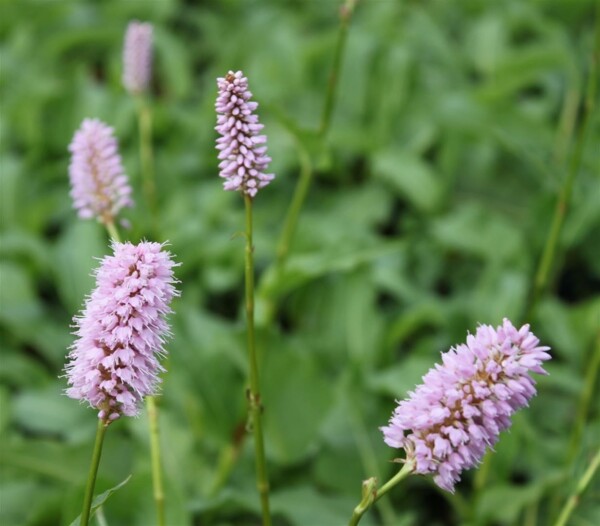 Bistorta officinalis 9 cm Topf - Größe nach Saison