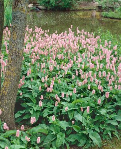 Bistorta officinalis 9 cm Topf - Größe nach Saison