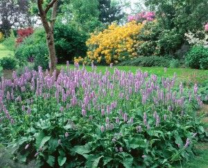 Bistorta officinalis 9 cm Topf - Größe nach Saison